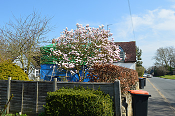 Magnolia tree and 103 High Street under repair April 2015